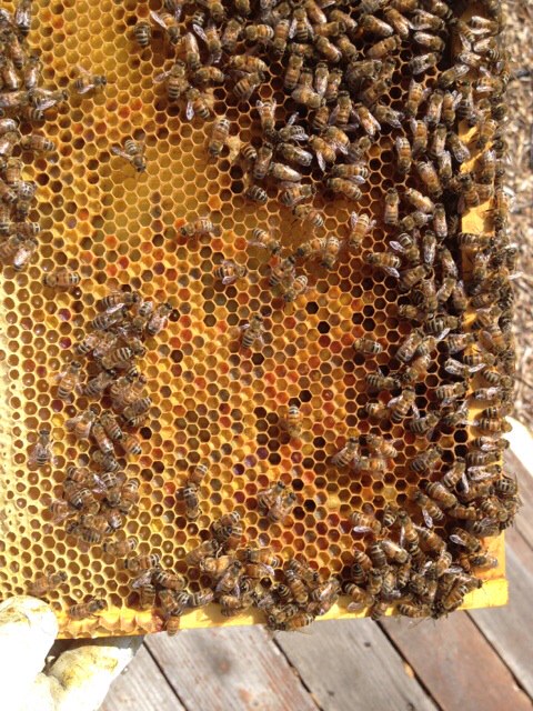 bees on frame 2.jpg