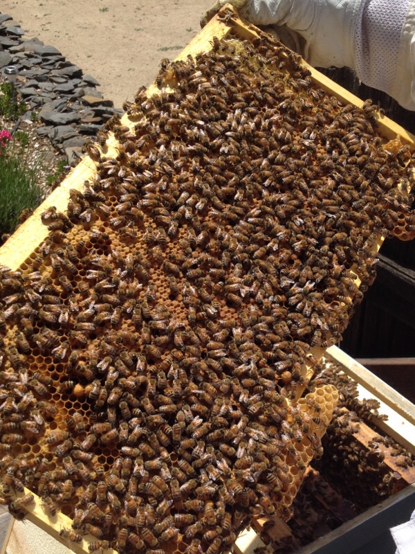 bees on frame 5.jpg