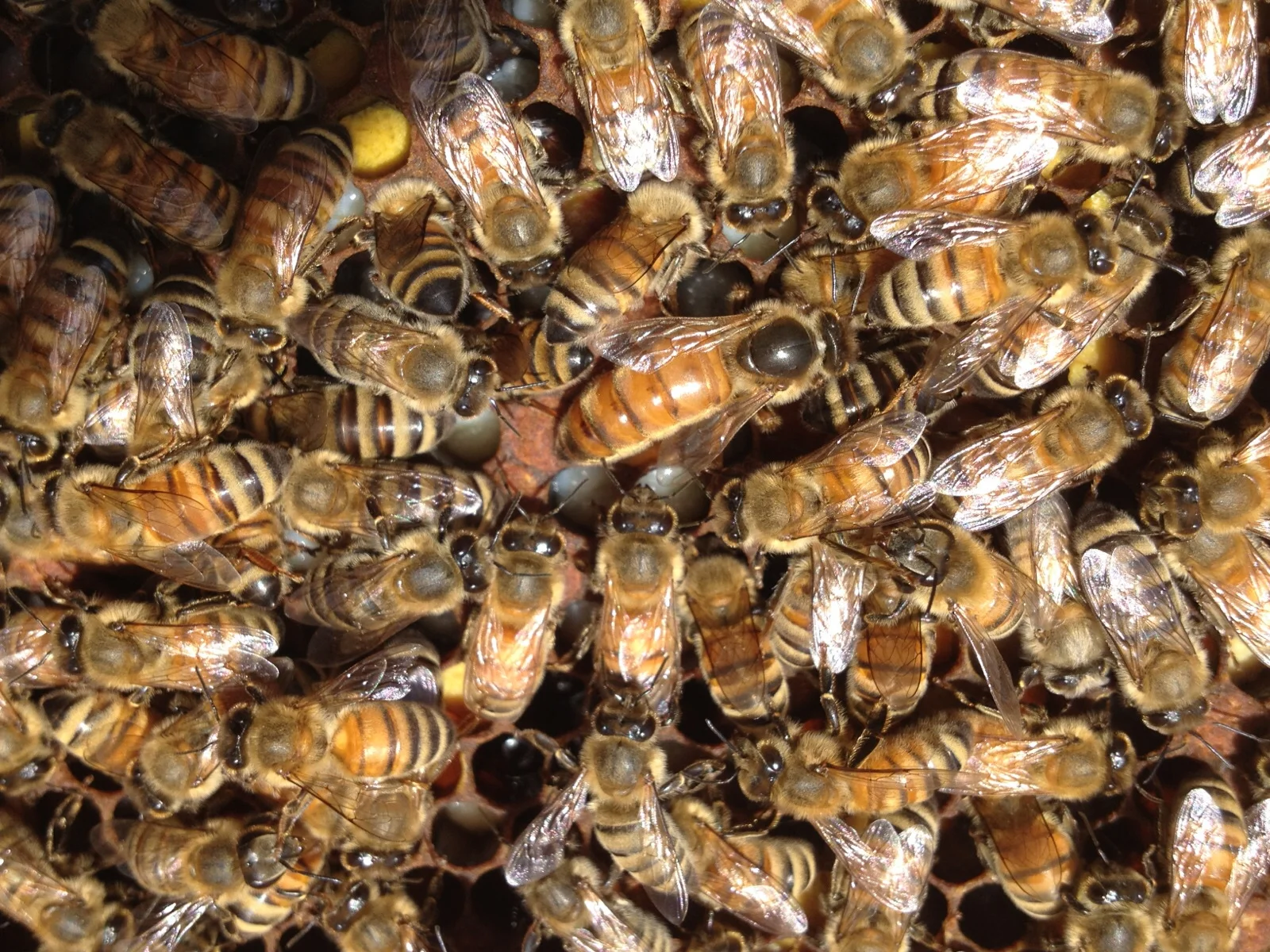 bees on frame 4.jpg