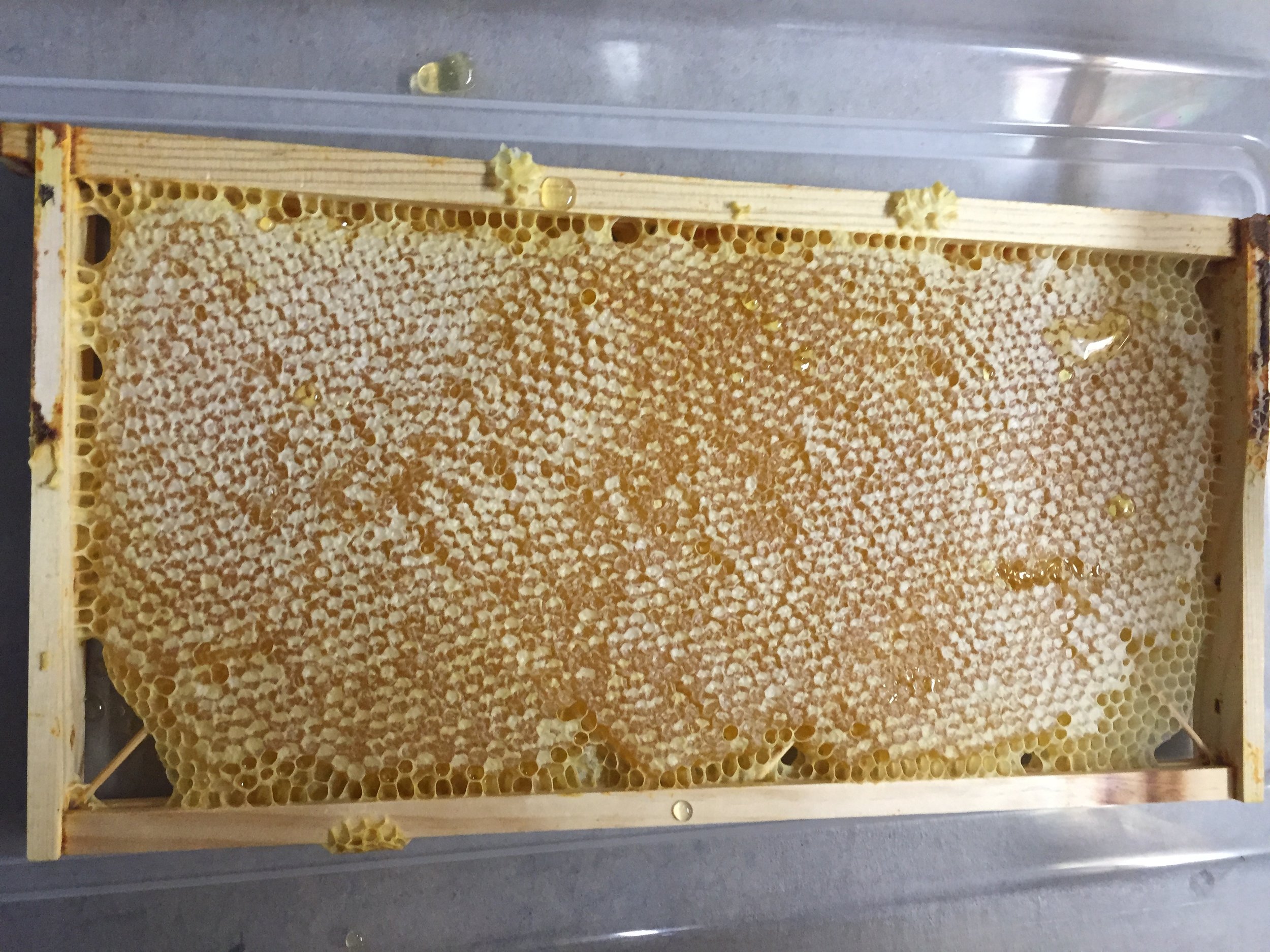 frame of honey.JPG