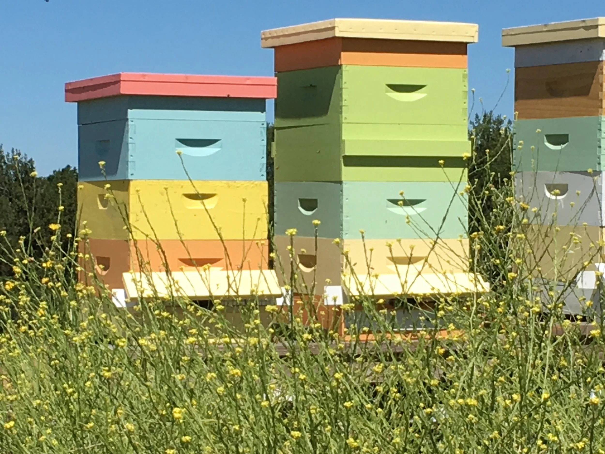 spring hives 2017.jpg