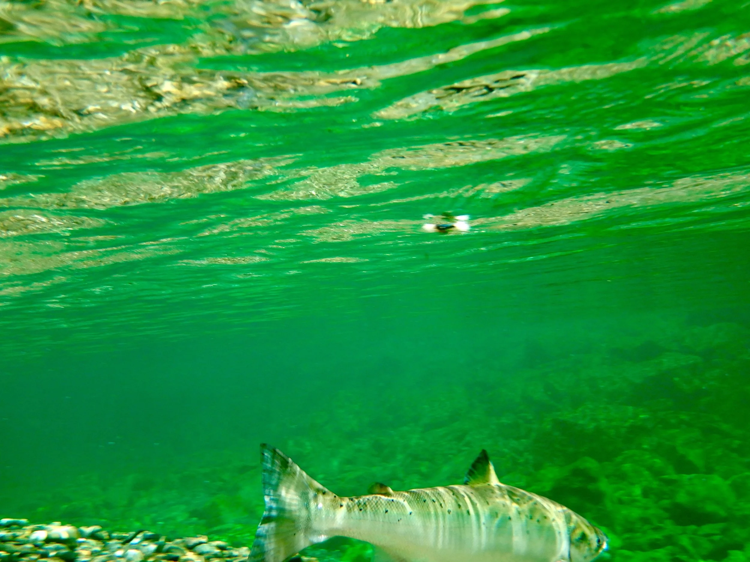 Ever wonder what a salmon sees? A blue bomber, its only a matter of time!