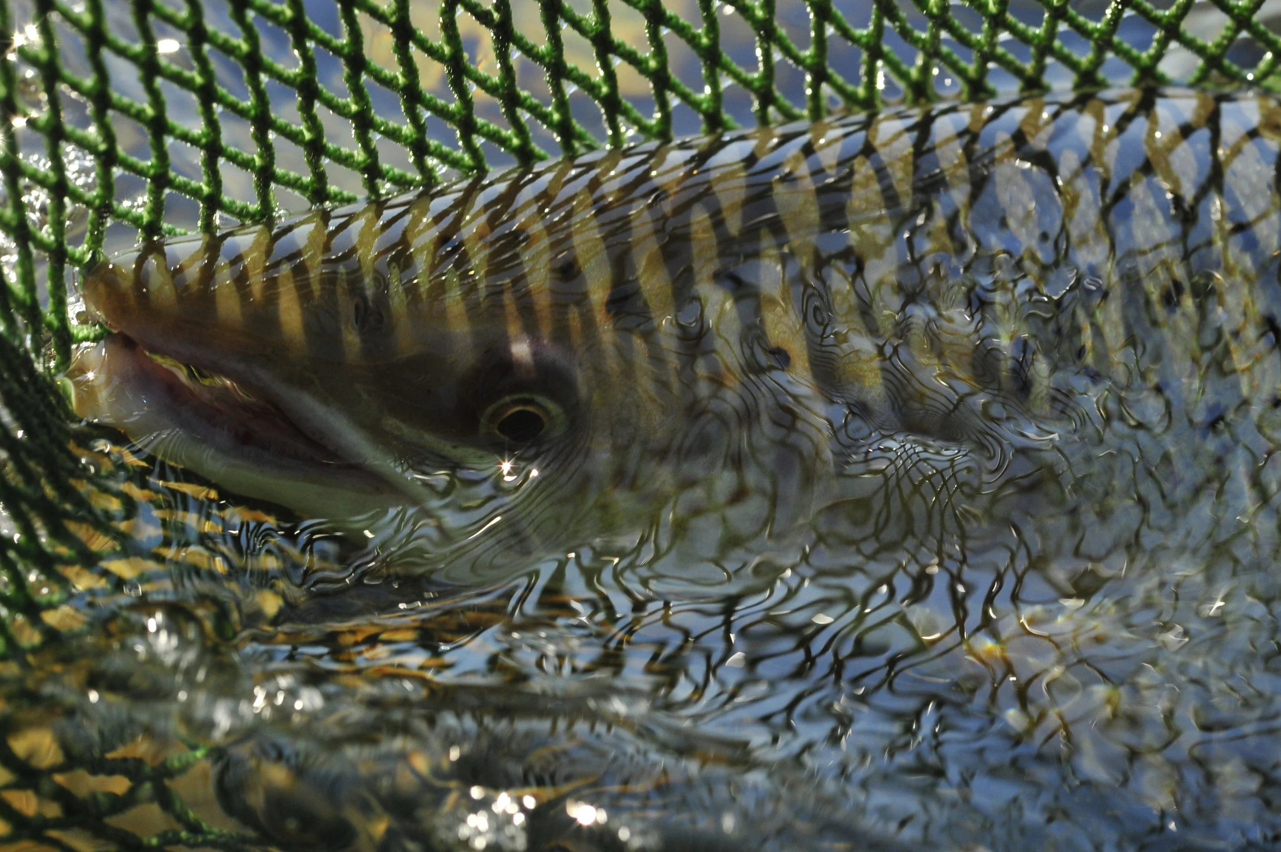 Even in the hot whether, we can still get them to the net!