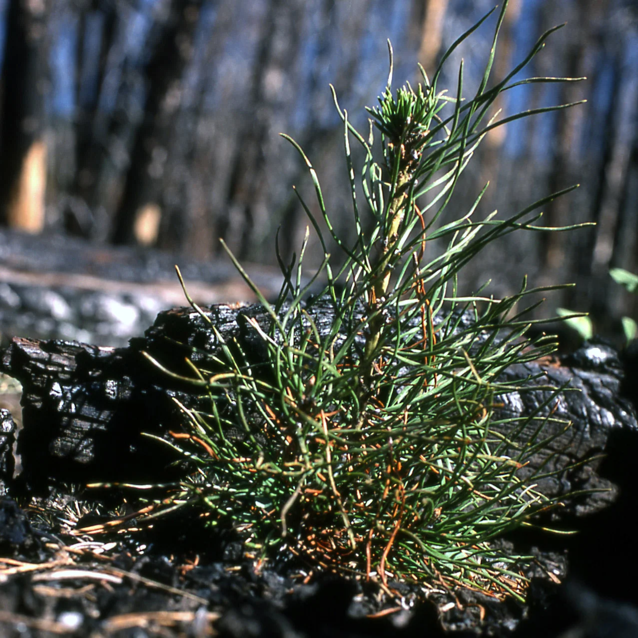 A three-year-old lodgepole pine seedling grows from the ashes. Photo by Don Despain, U.S. National Park Service (1977).