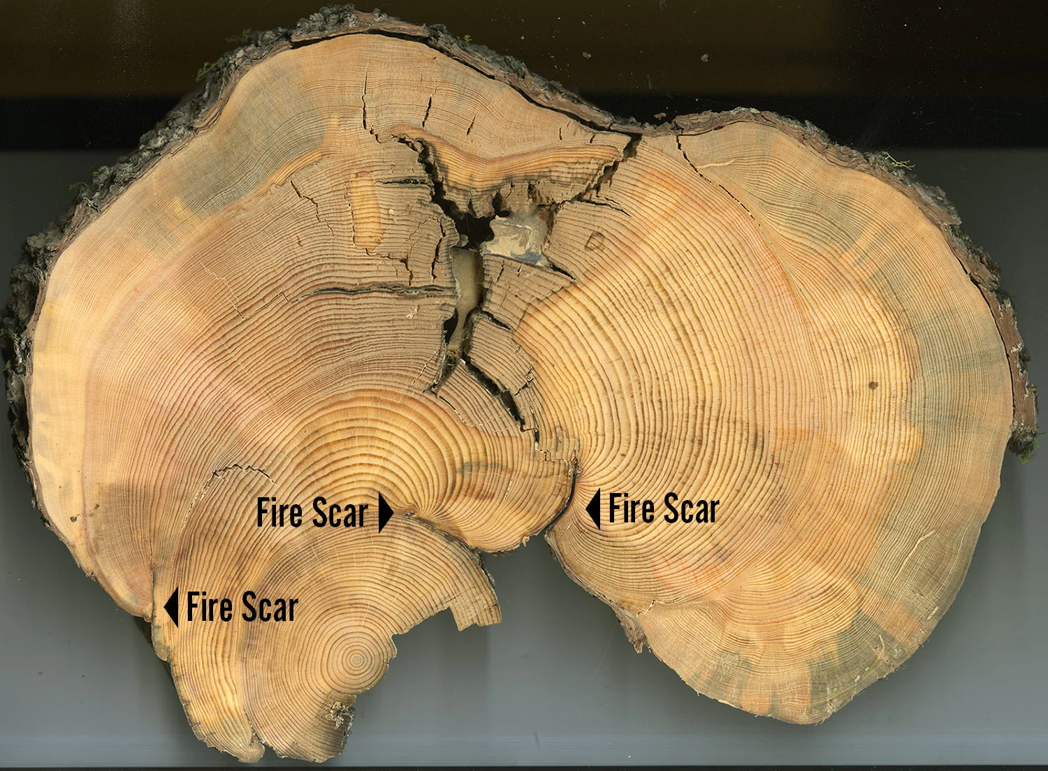 This tree lived from 1797 to 1989 and has scars from surviving multiple fires between 1831 and 1910. Photo by Cameron Naficy.