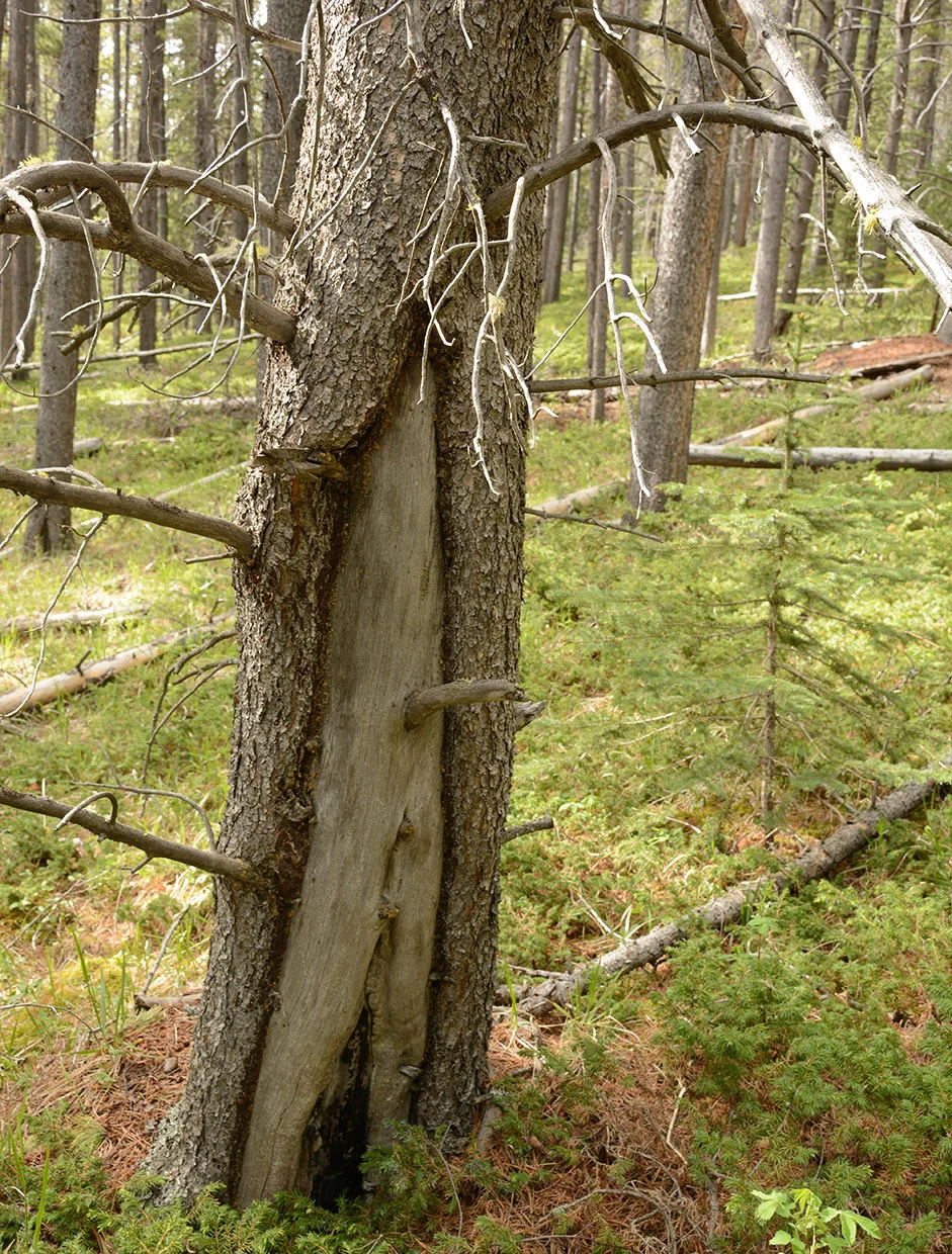 Fires leave scars on the trees that survive them, which can help us learn more about how the forest burned and when. Photo by Cameron Naficy.