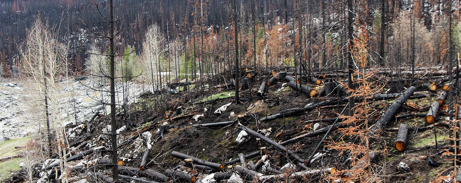 Wildfires leave patterns of not just burned trees, but also burned soils. How severely the soils burned can affect whether they lose or gain nutrients, or if they become impermeable to water, putting them at a high risk of erosion.