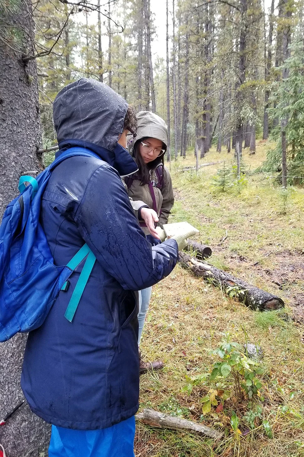 Field tour attendees examine a board containing several tree increment cores, looking at the tightly-packed tree rings. Photo by Sonya Odsen.