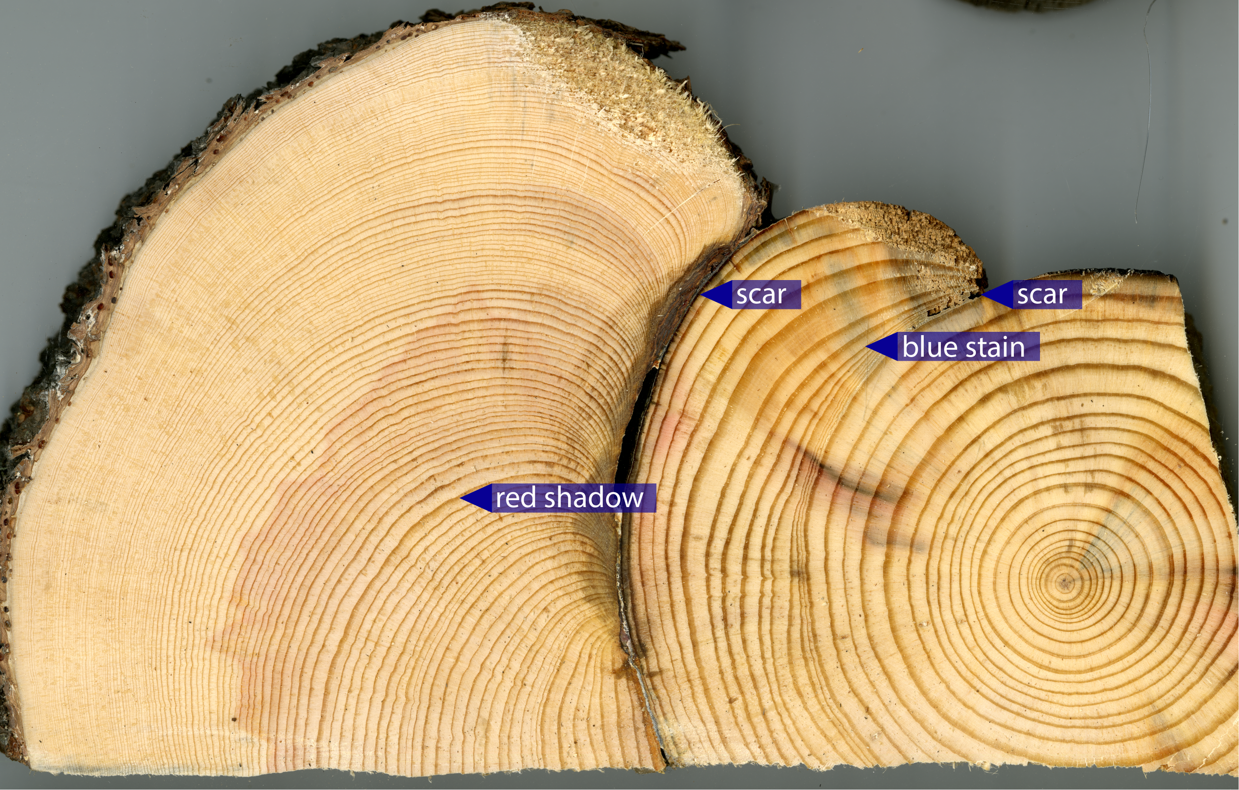 Tree Rings | Center for Science Education