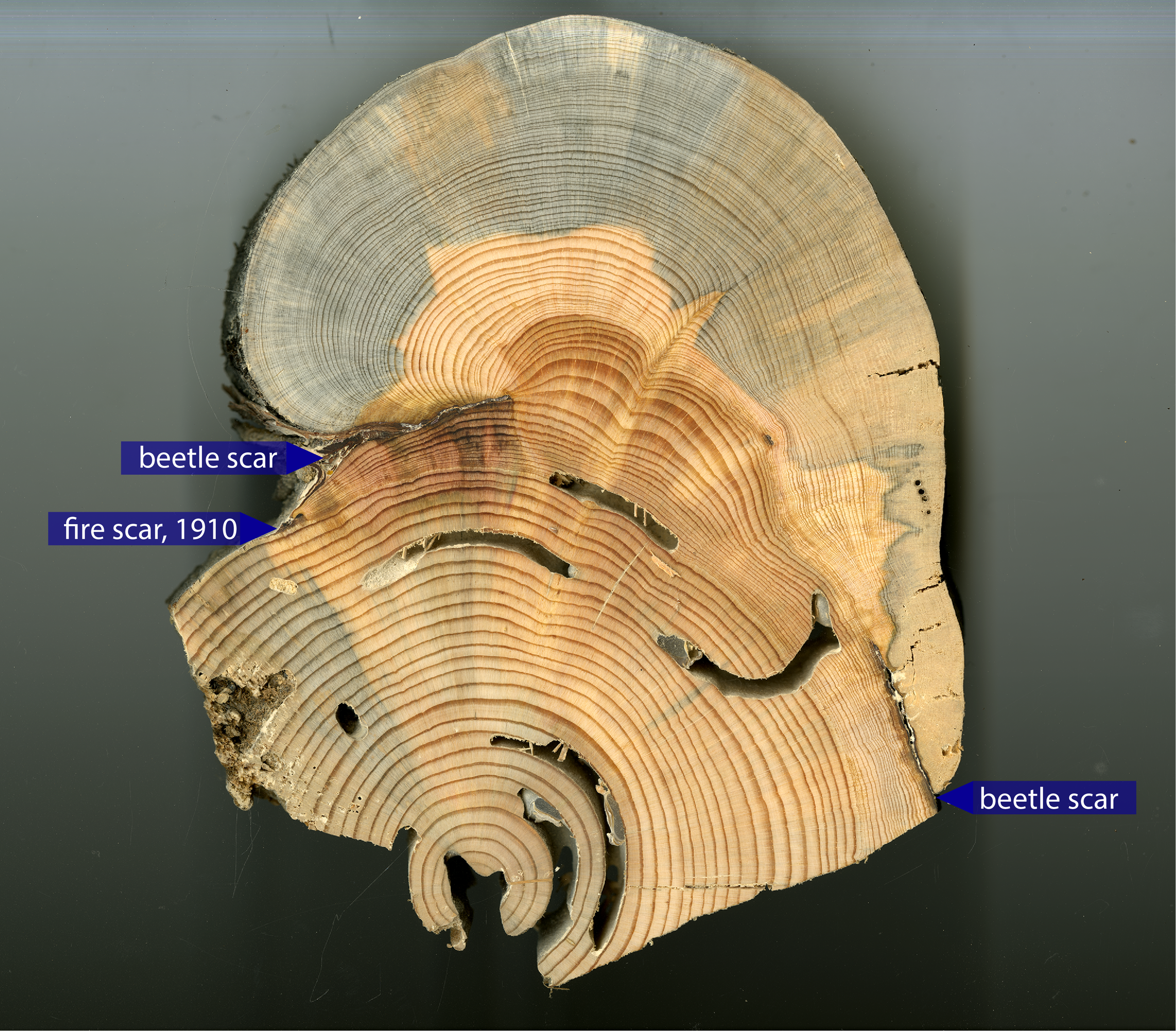 Tree Trunk Cut Hd Transparent, Tree Ring Cutting Trunk, Trees, Plant, Annual  Ring PNG Image For Free Download