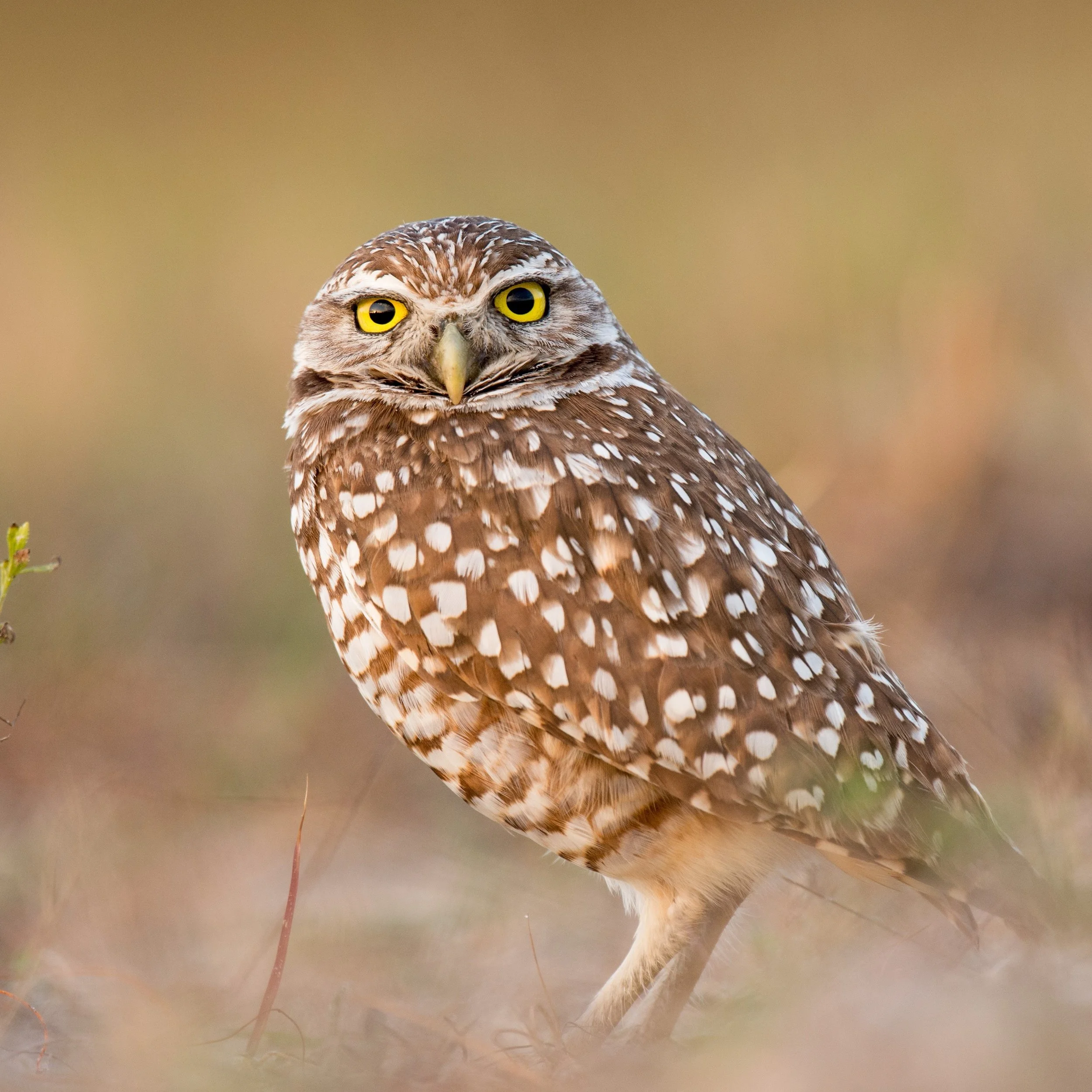 Recent study in Southern Alberta shows loss of grasslands across the landscape, with implications for fire risk and fire history