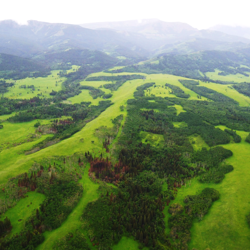 Why model partial mortality?