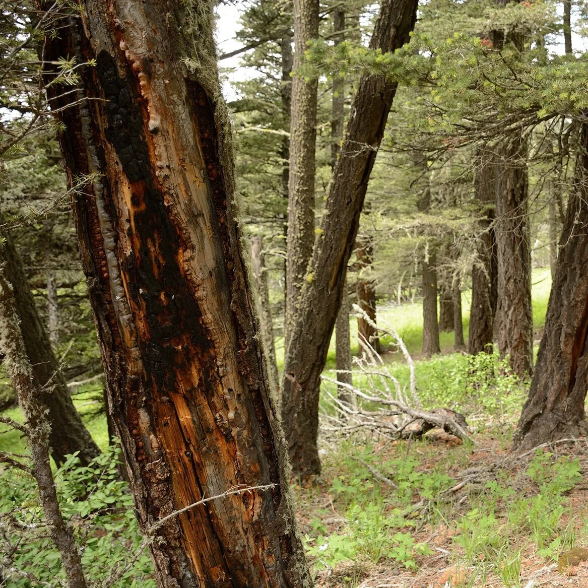 On-the-ground findings point to a mixed-severity fire regime: Findings of the Fire Regime Team