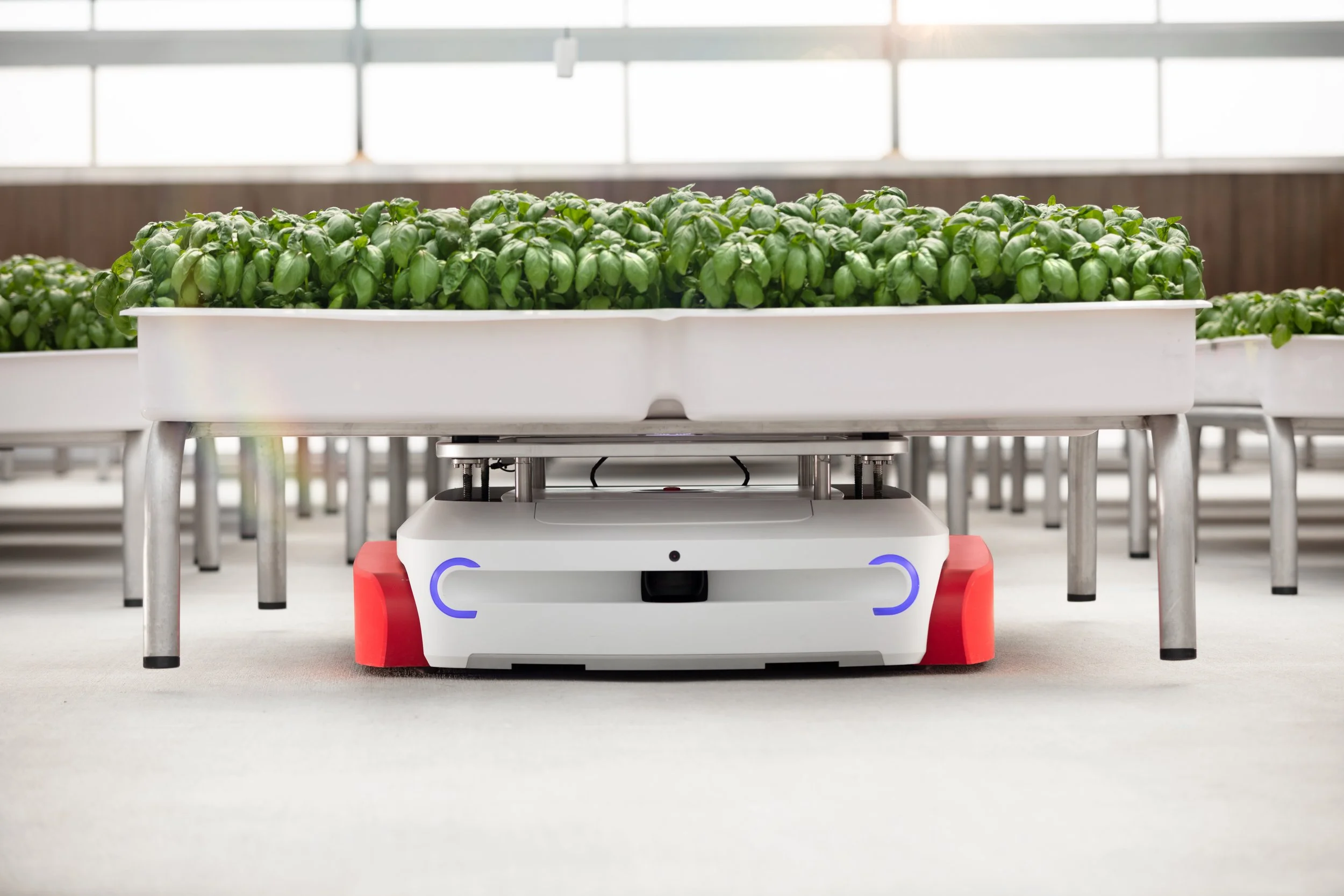Iron Ox Grover lifting Basil Under Module.jpg