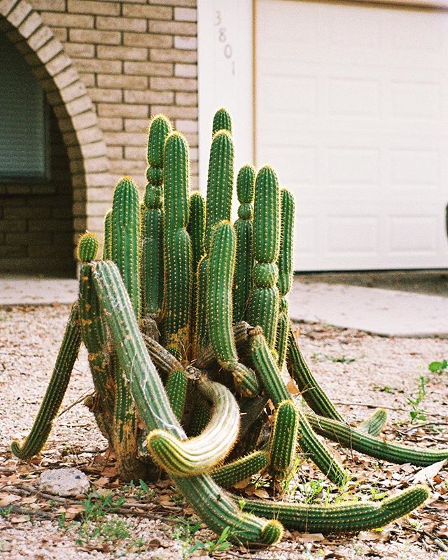 this cactus is trying to lure me in 🌵