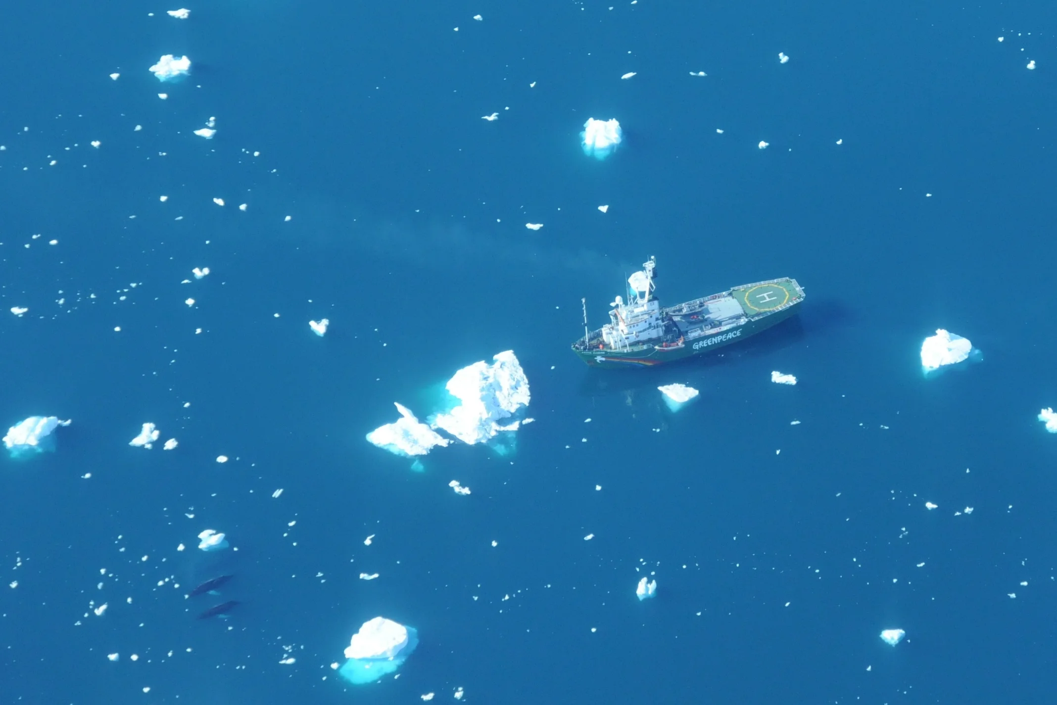  MV Arctic Sunrise and 2 whales! c. Leigh Stearns 