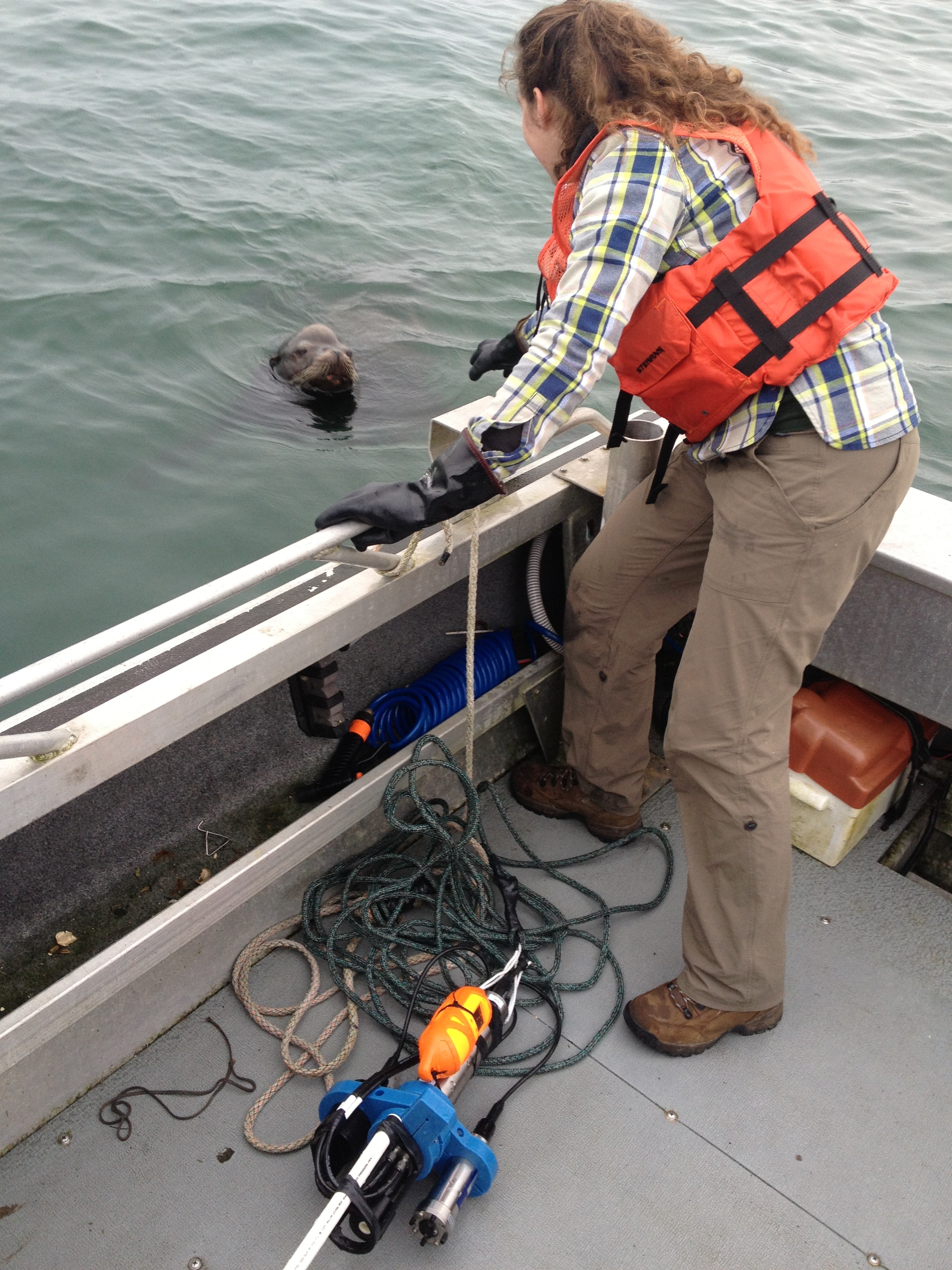  Sampling in the Coos estuary, 2013 