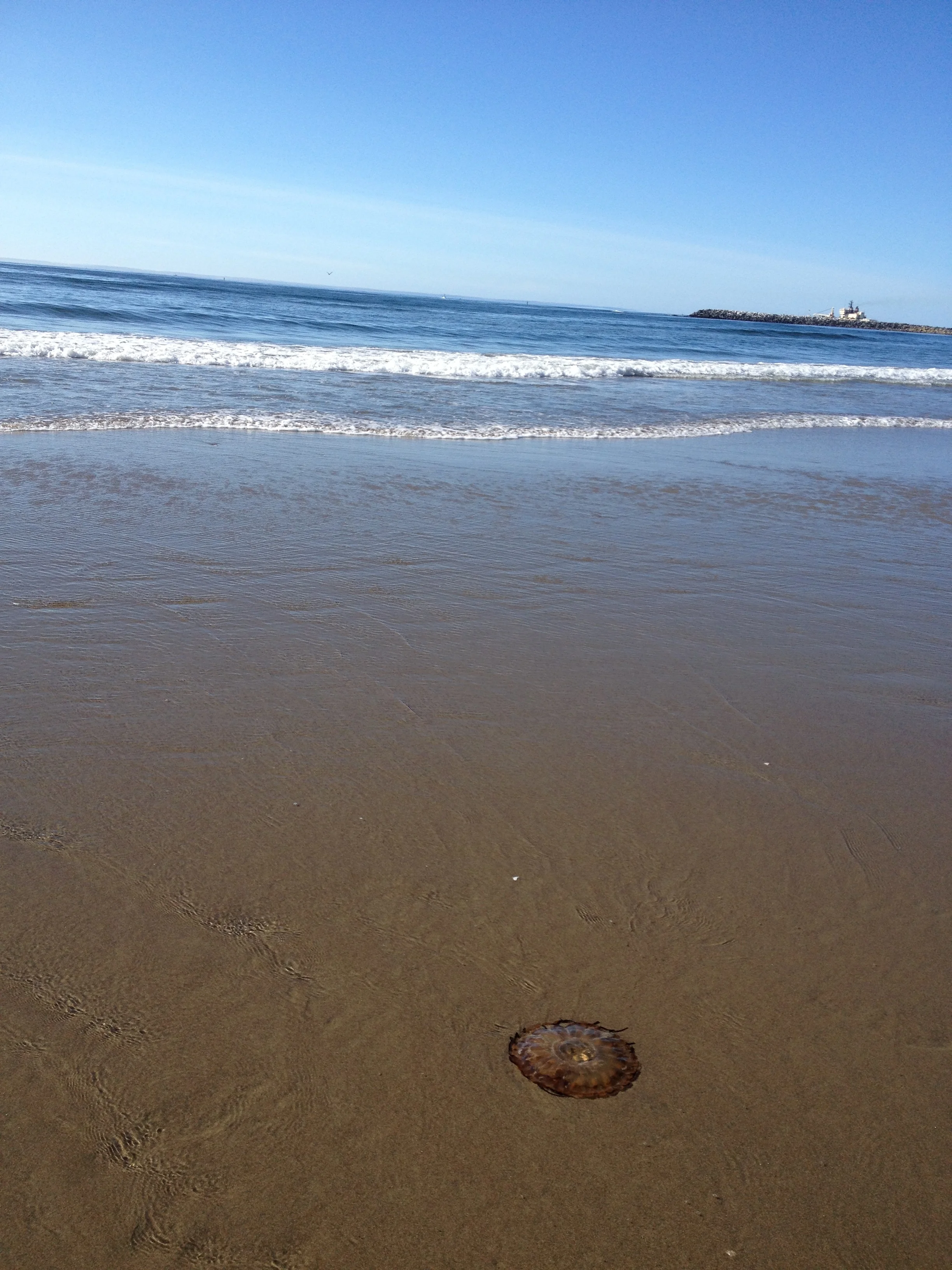  Jelly on Bastendorff Beach, 2014 