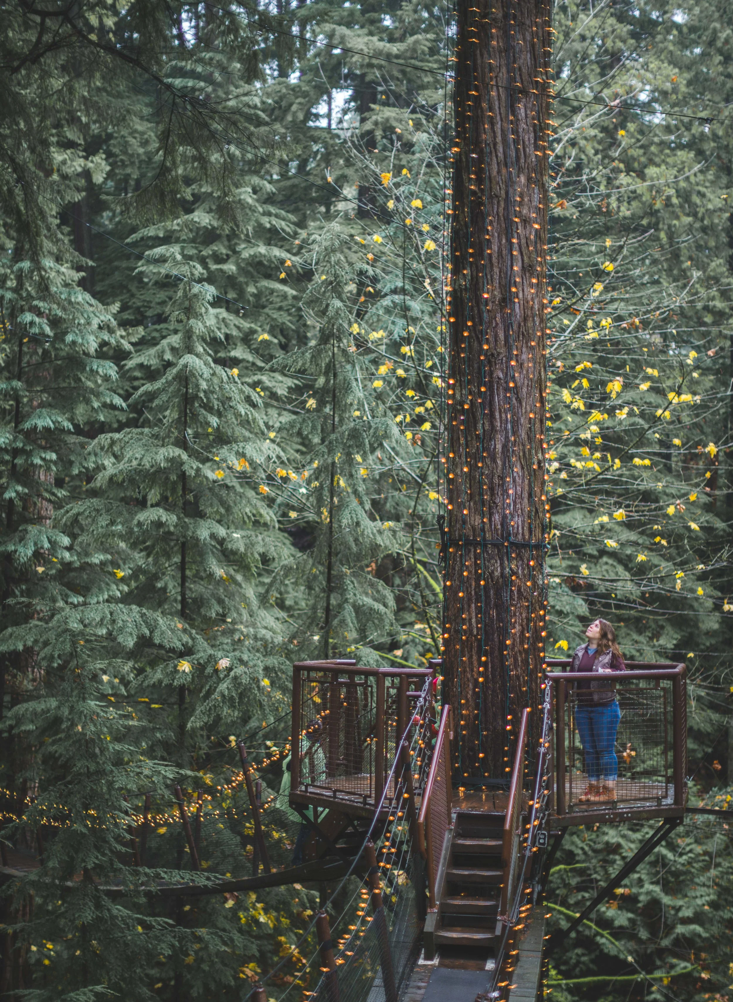 Vancouver Forrest Seattle Jungle Gym Lights Capalano Suspension Bridge