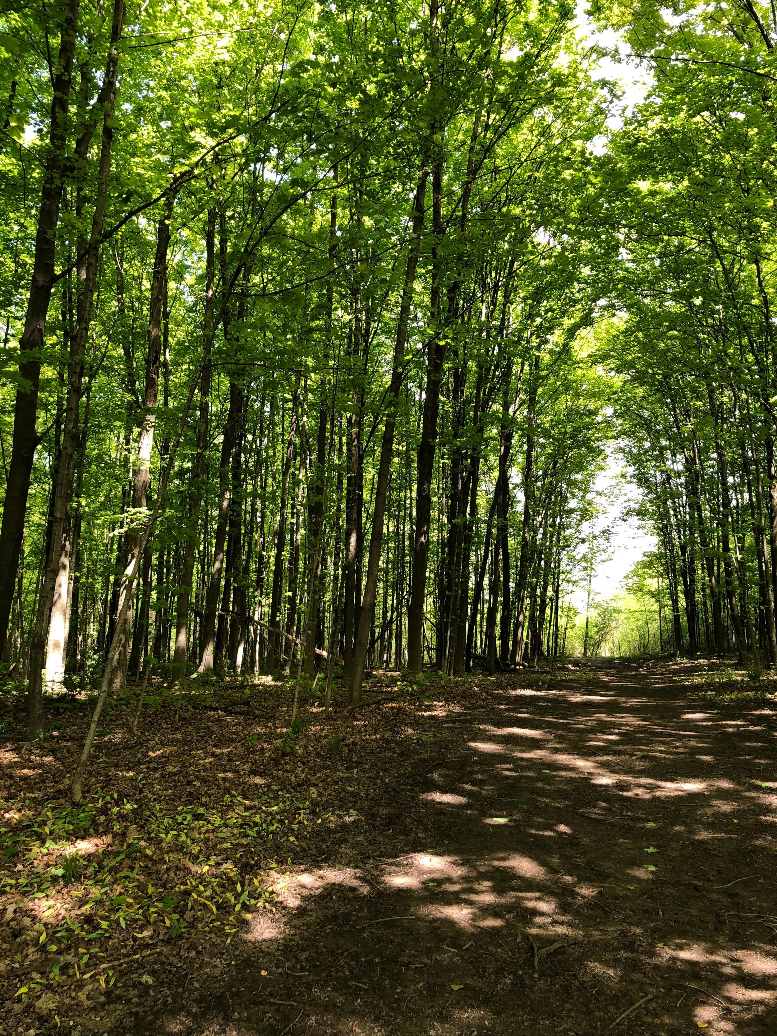 Summer Events in Northville, Michigan