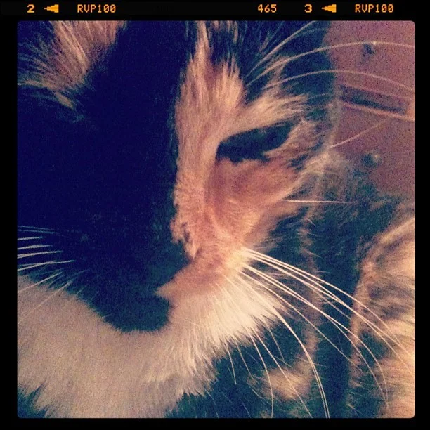 So I am sad to say.. I gave in and am instagraming (Taken with instagram )