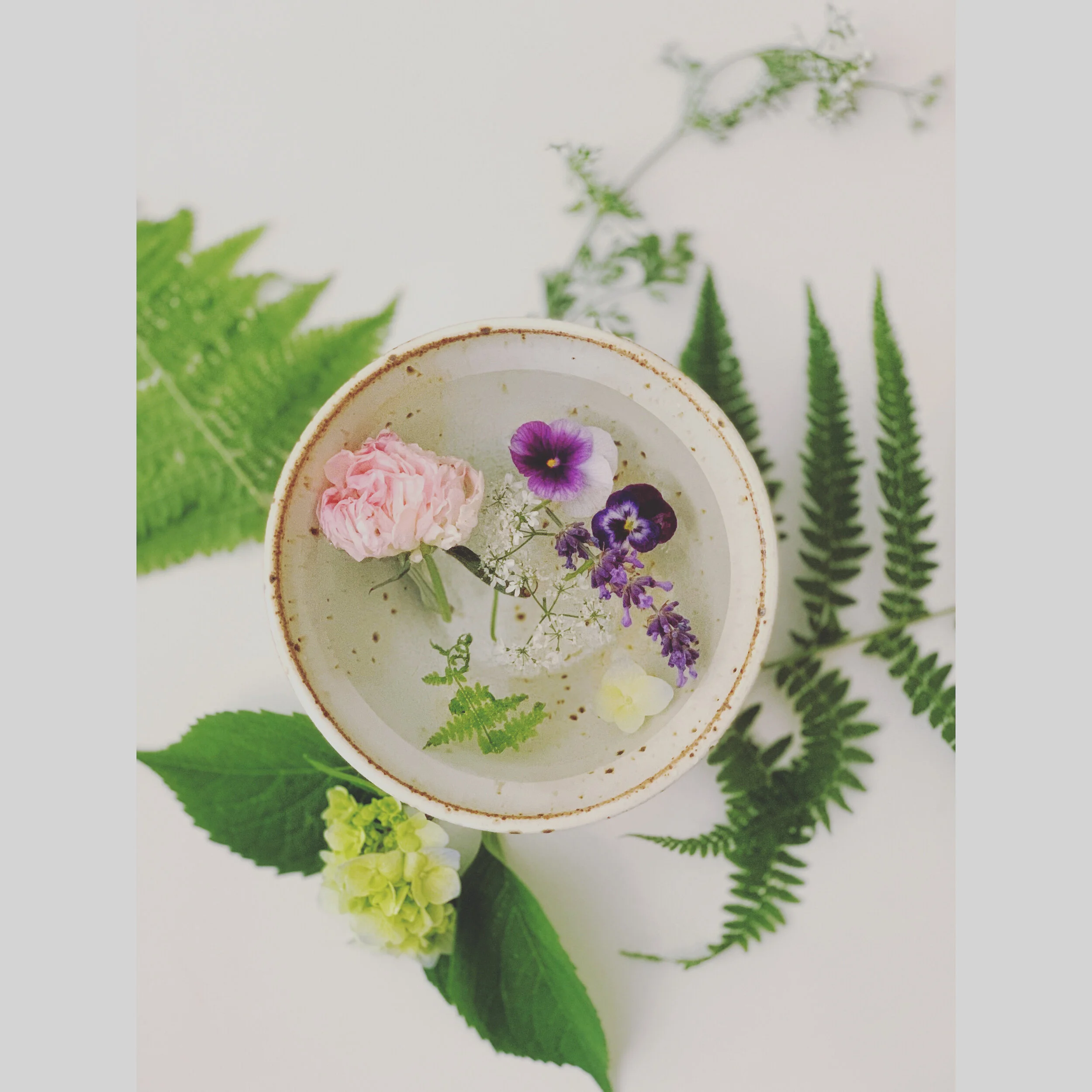 Garden flowers and ferns