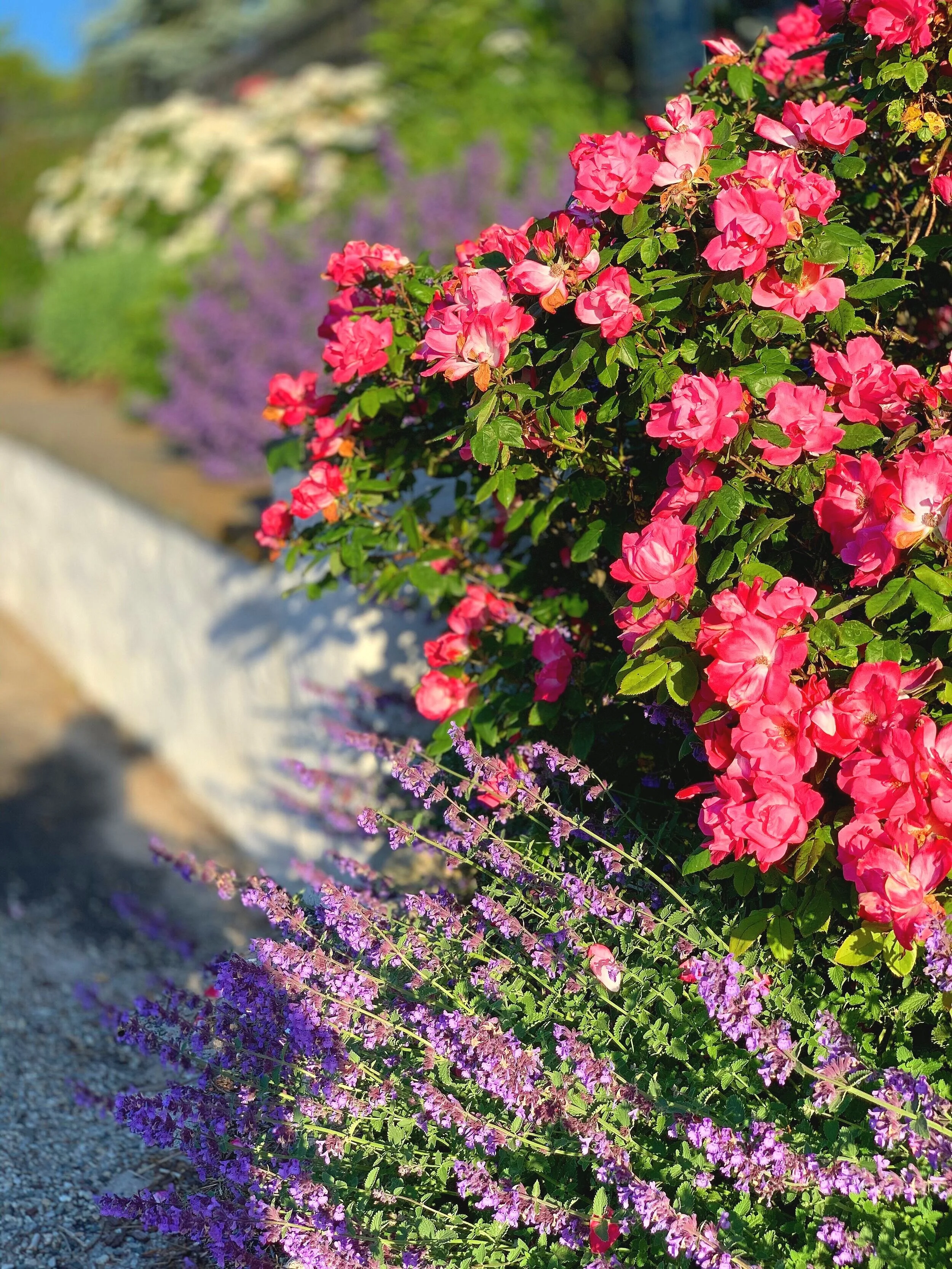 Beautiful flowers grow all along the roadside throughout the town. I captured this right before I went down to East Beach.