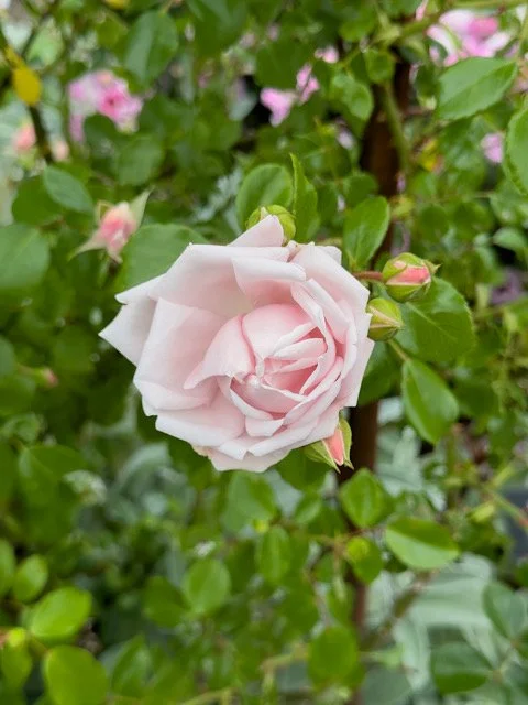 What the Garden Remembers