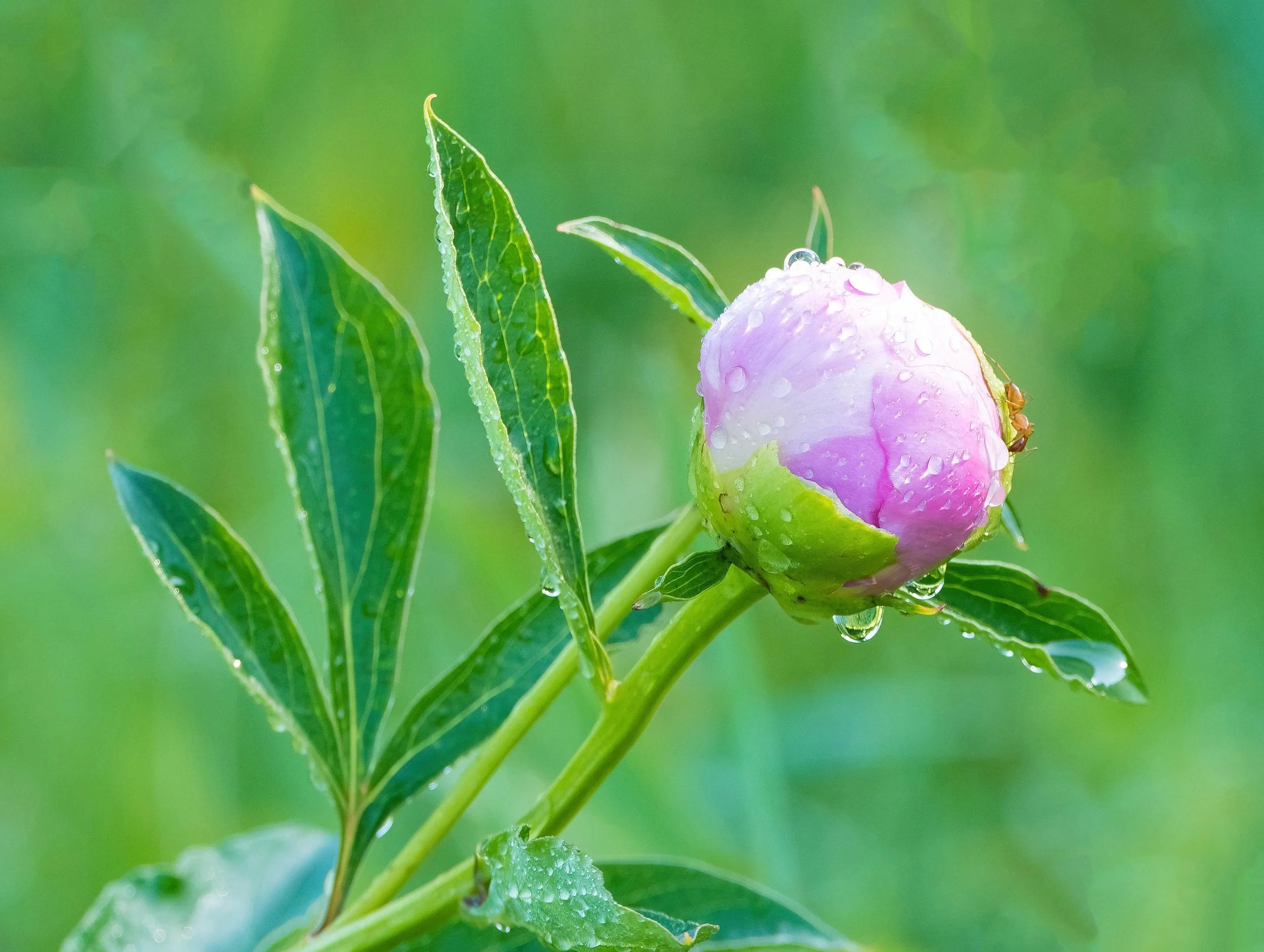 A pale pink peony bud still tightly closed in the spring garden, held in its just-before-blooming moment.