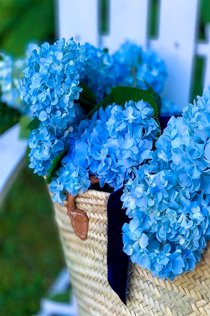Close view of deep blue hydrangea blooms in a French market basket with a blue velvet ribbon draped along the side.