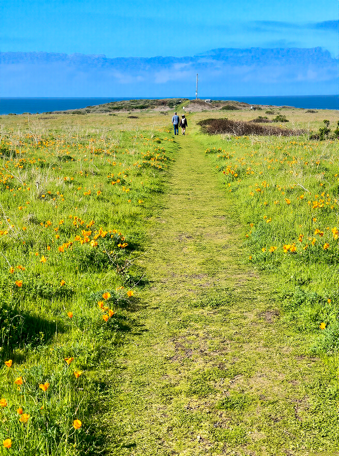 Woman and husband walking through California poppies toward the Pacific Ocean coastline.