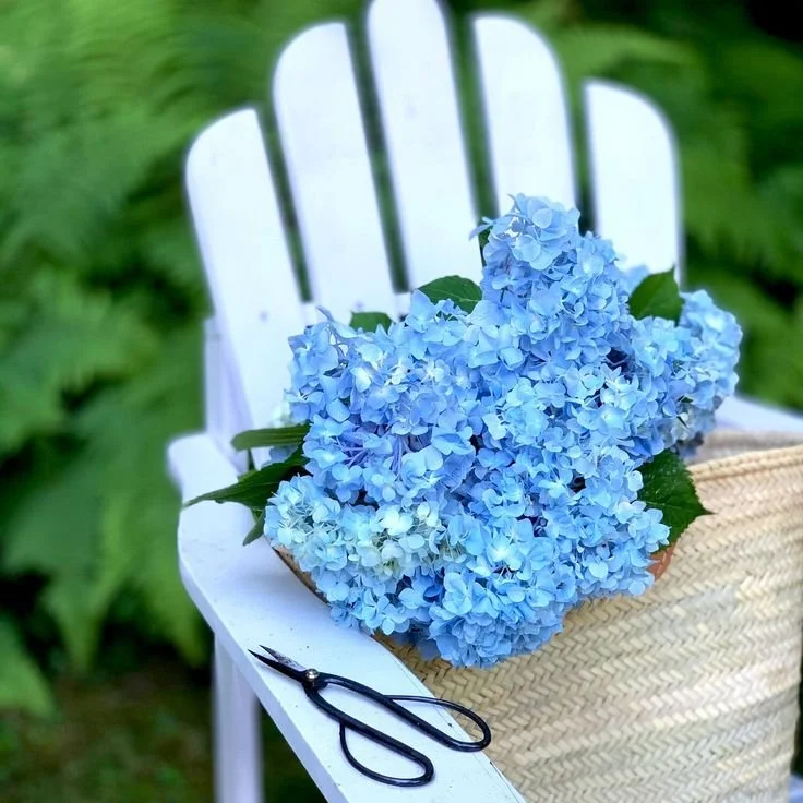 Blue hydrangeas in a French market basket on a white Adirondack chair with garden scissors — Design Eye Spring 2026 intentional garden design from Merze