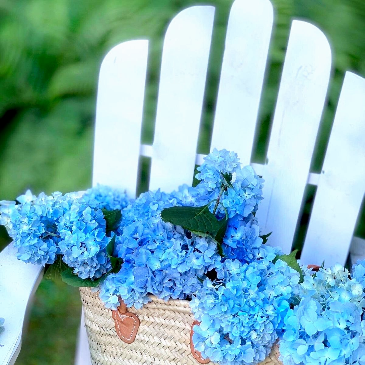 Deep blue hydrangeas gathered in a French market basket resting on a white Adirondack chair in a summer garden.