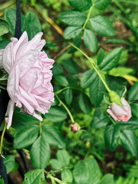 A heritage climbing rose with a fully opened bloom and a closed bud preparing on the same plant, showing different stages of bloom across one frame in a Connecticut garden.
