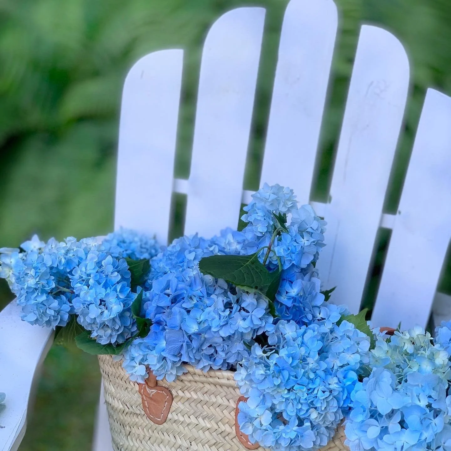 Close up of deep blue hydrangea blooms gathered in a French market basket — Design Eye Spring 2026 intentional garden design and slow living from Merze