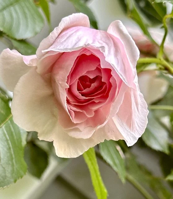 A close-up of a heritage climbing rose in soft pink with a deeper coral-pink heart, showing the layered petals of an old garden rose grown in a Connecticut garden.