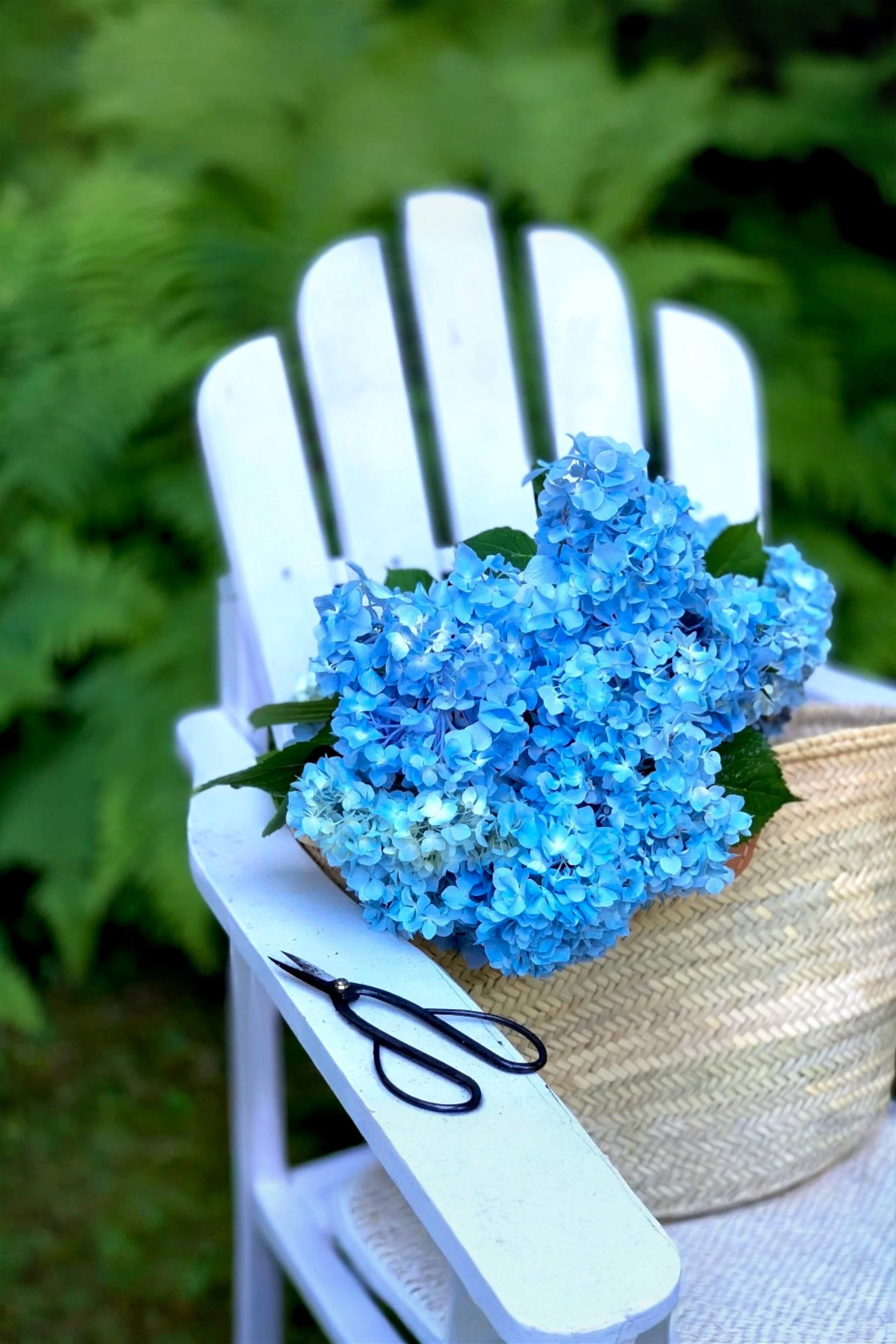 Fresh hydrangeas from the garden resting in a French basket beside garden shears on a white Adirondack chair.