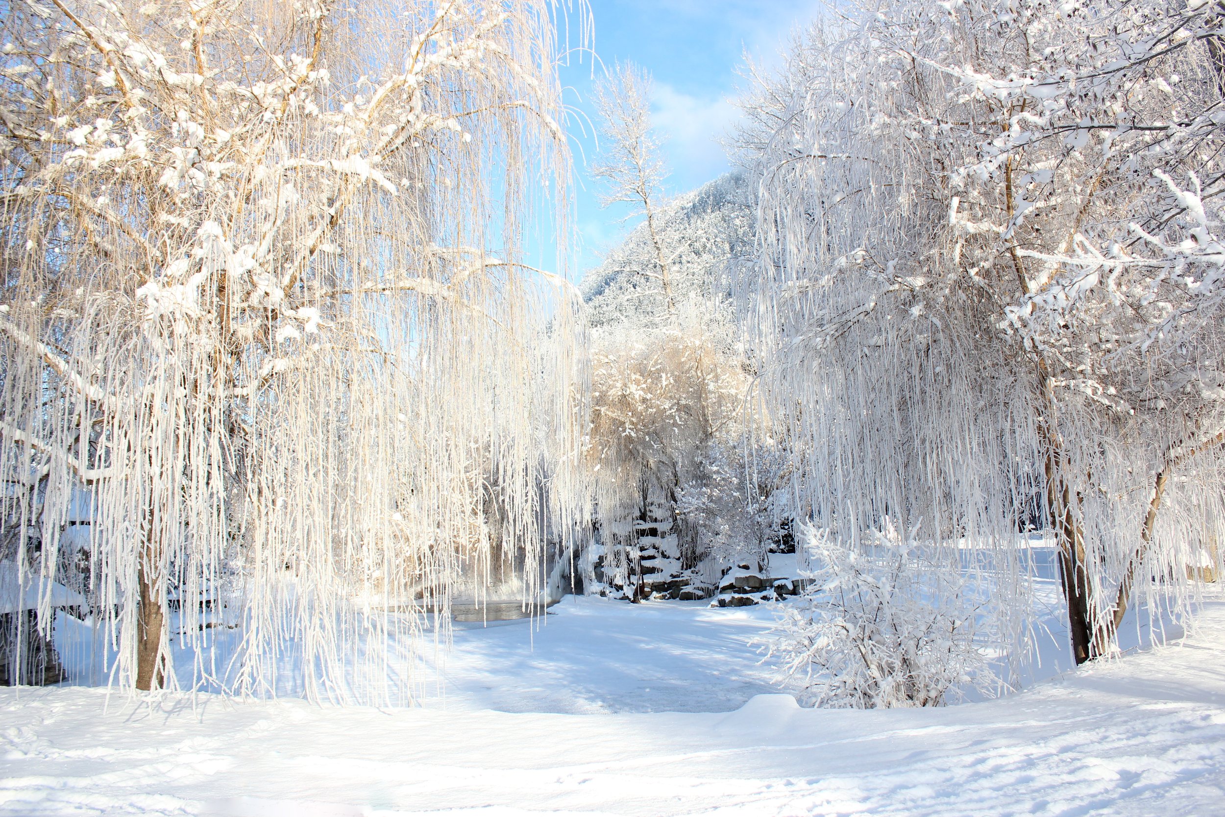 Pond in the Winter