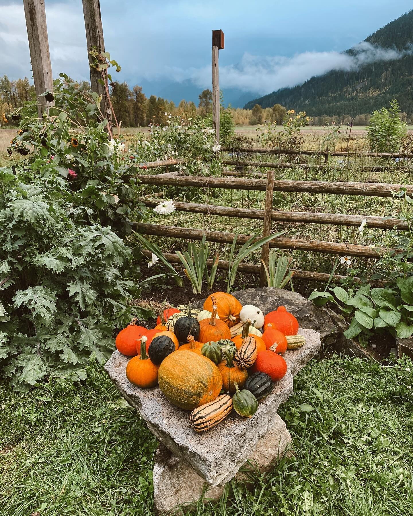 Happy harvest time!! #thankful