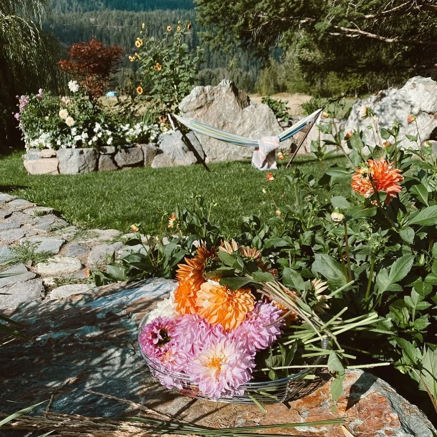 The Dhalias are in full swing around here and we are dreading the first frost!! #september