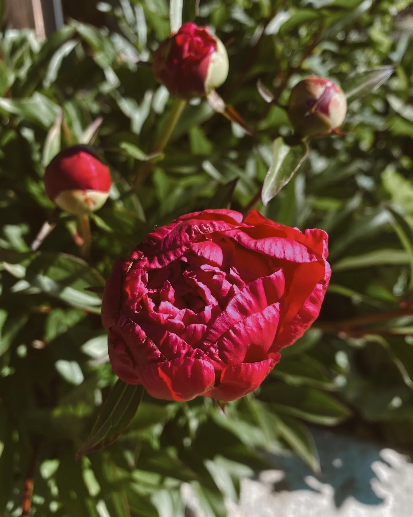 🩷 In Bloom 🩷