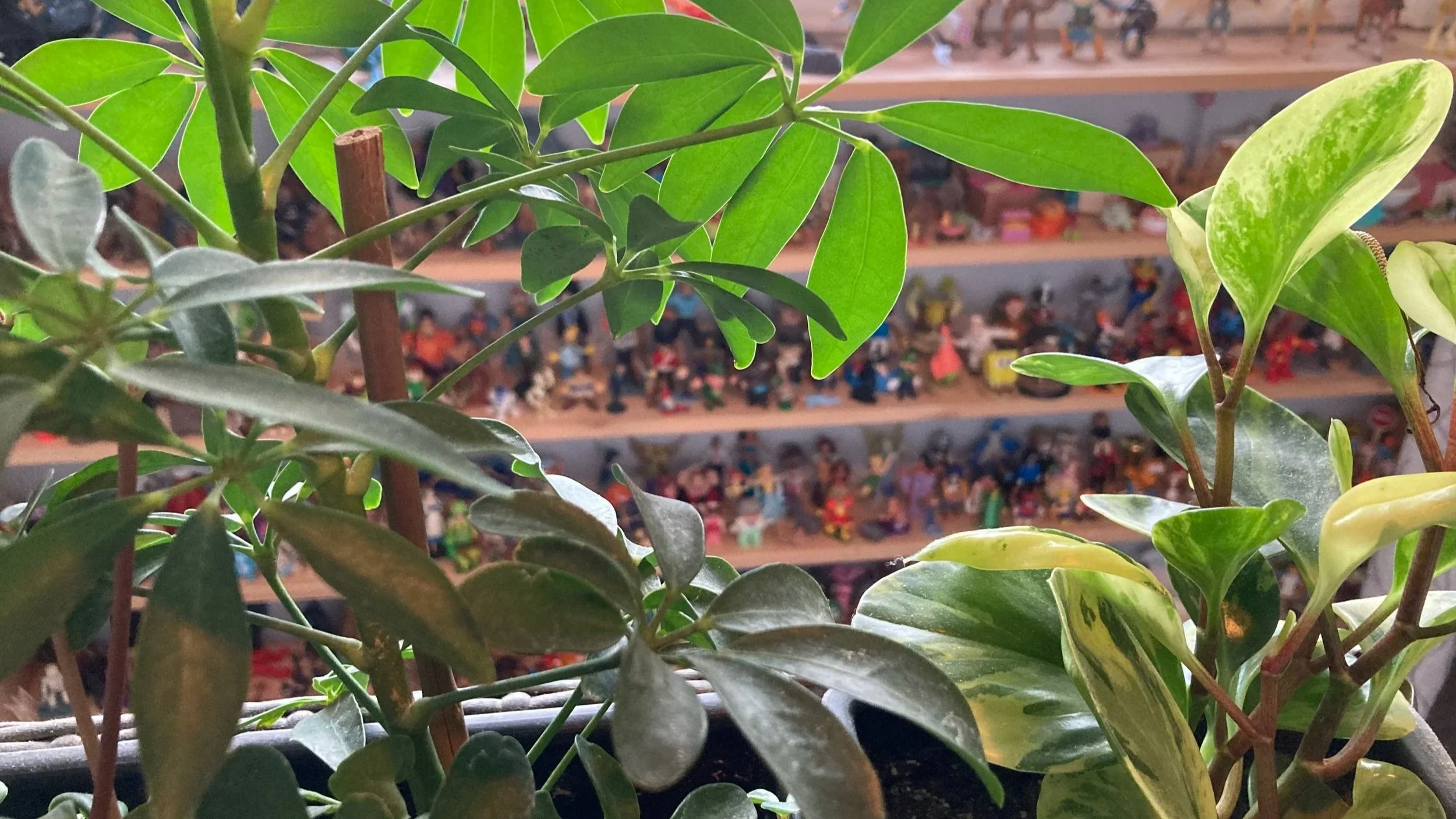 Close-up of green potted plants with small leaves, with a background of shelves filled with colorful figurines.