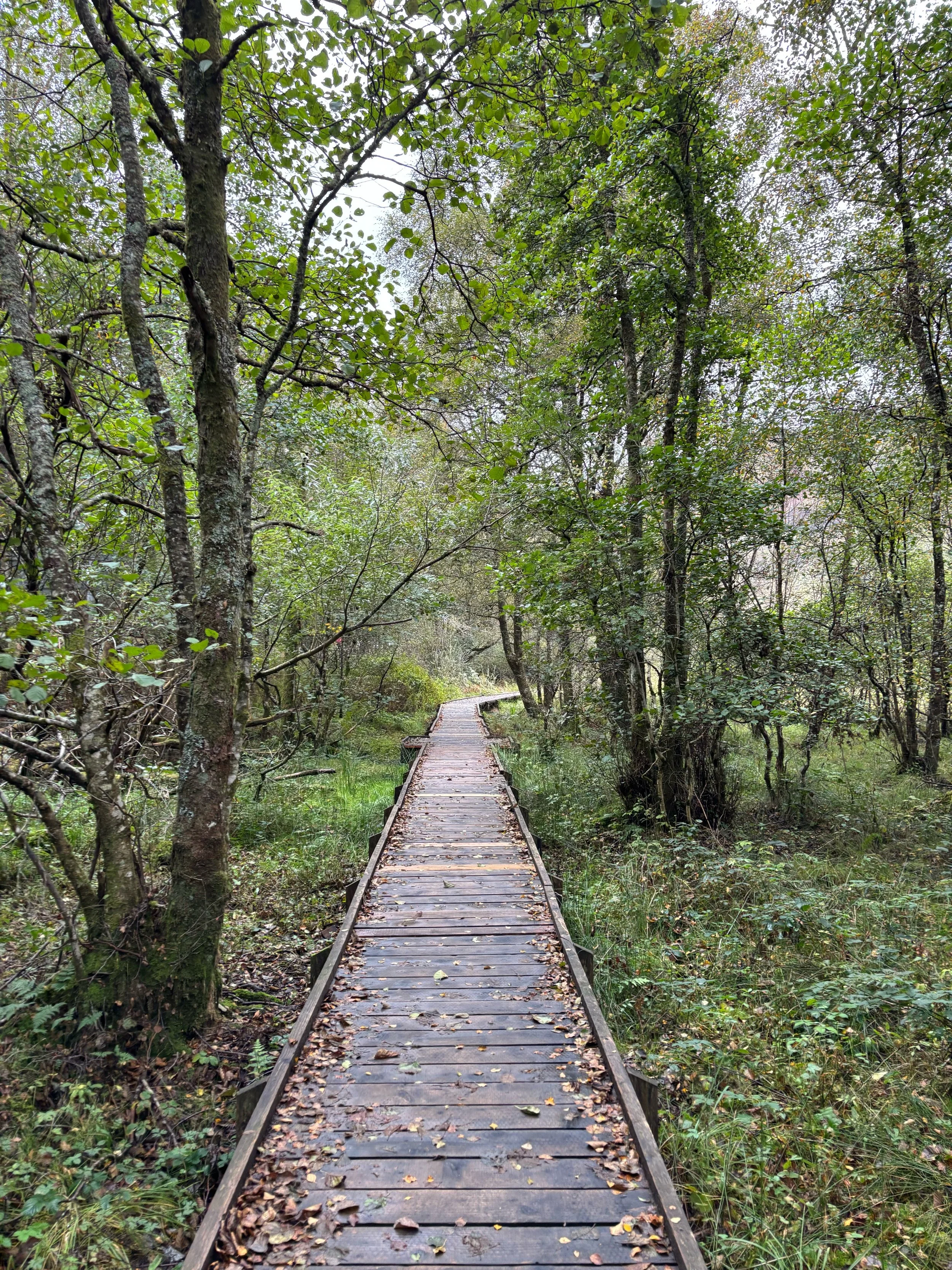 A wooden boardwalk trail winding through a lush green forest with trees and foliage on either side.