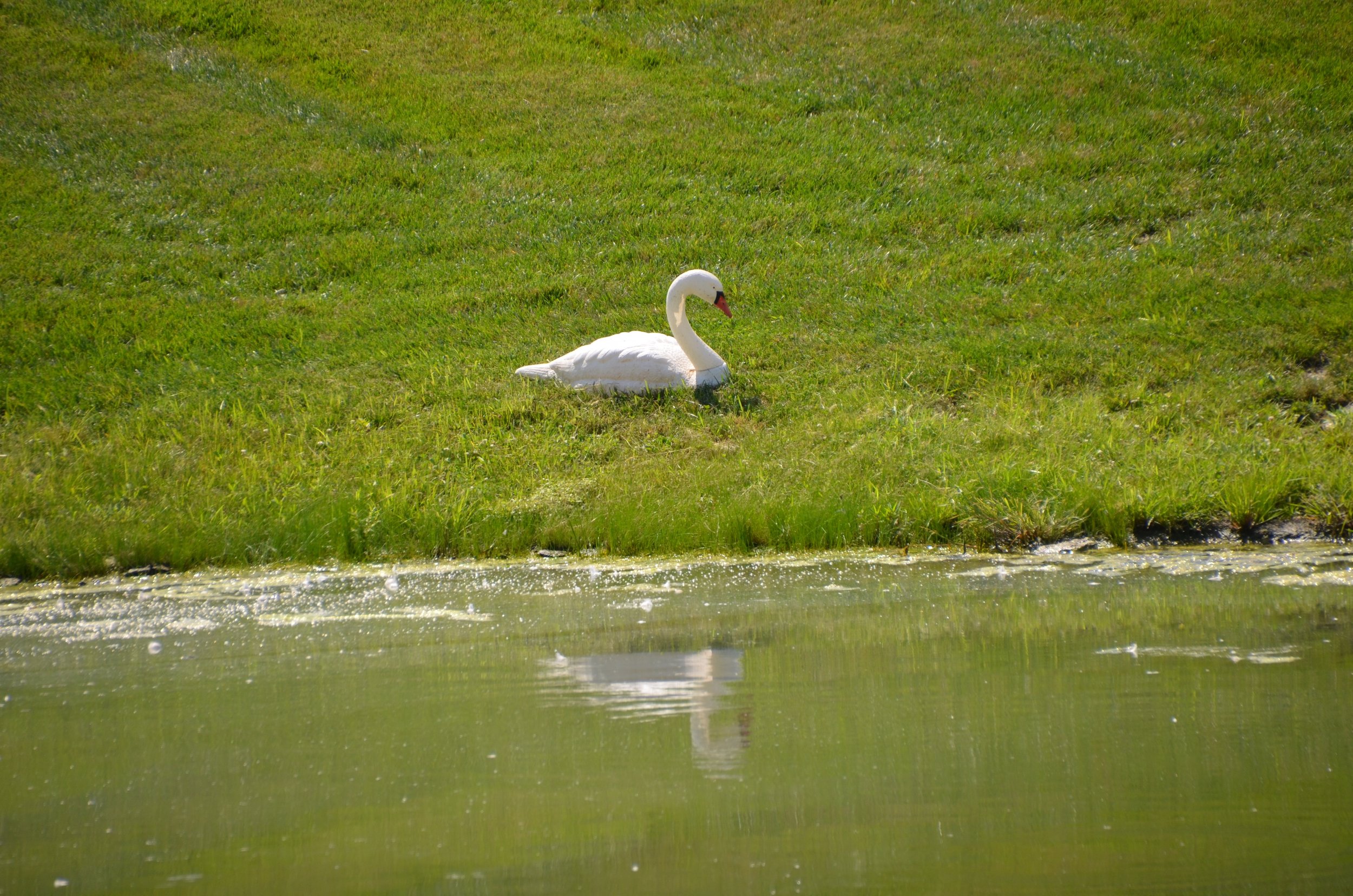 swan at union village ohio.jpg