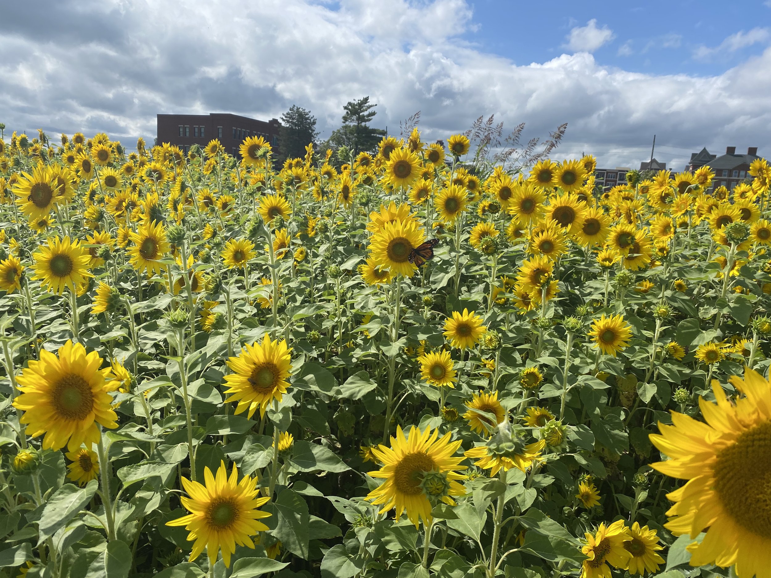 Update September 2022 at Union Village Ohio — The Town of Union Village