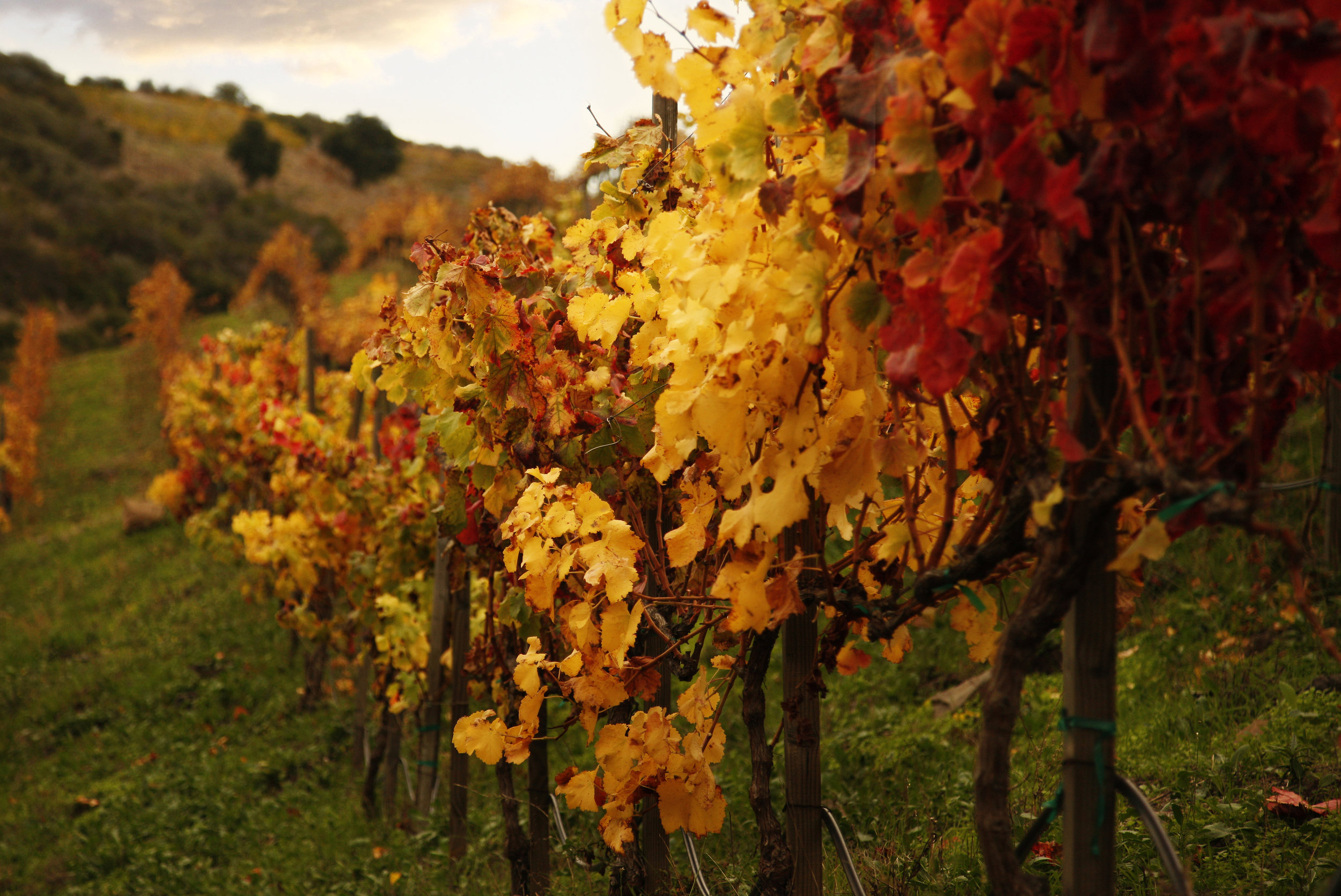 Fall Vineyard row_crop.jpg