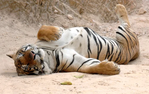 http://www.mommyish.com/sorry-amy-chua-i-cant-be-a-tiger-mom/