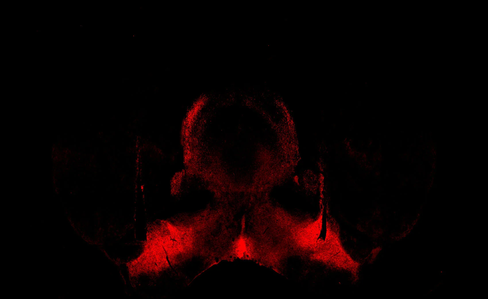 Substance P red.jpg