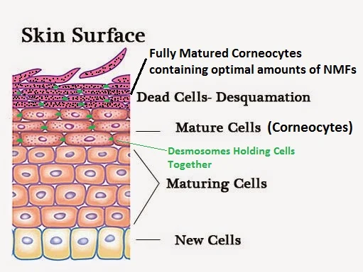 how-the-skin-exfoliates-itself.jpg