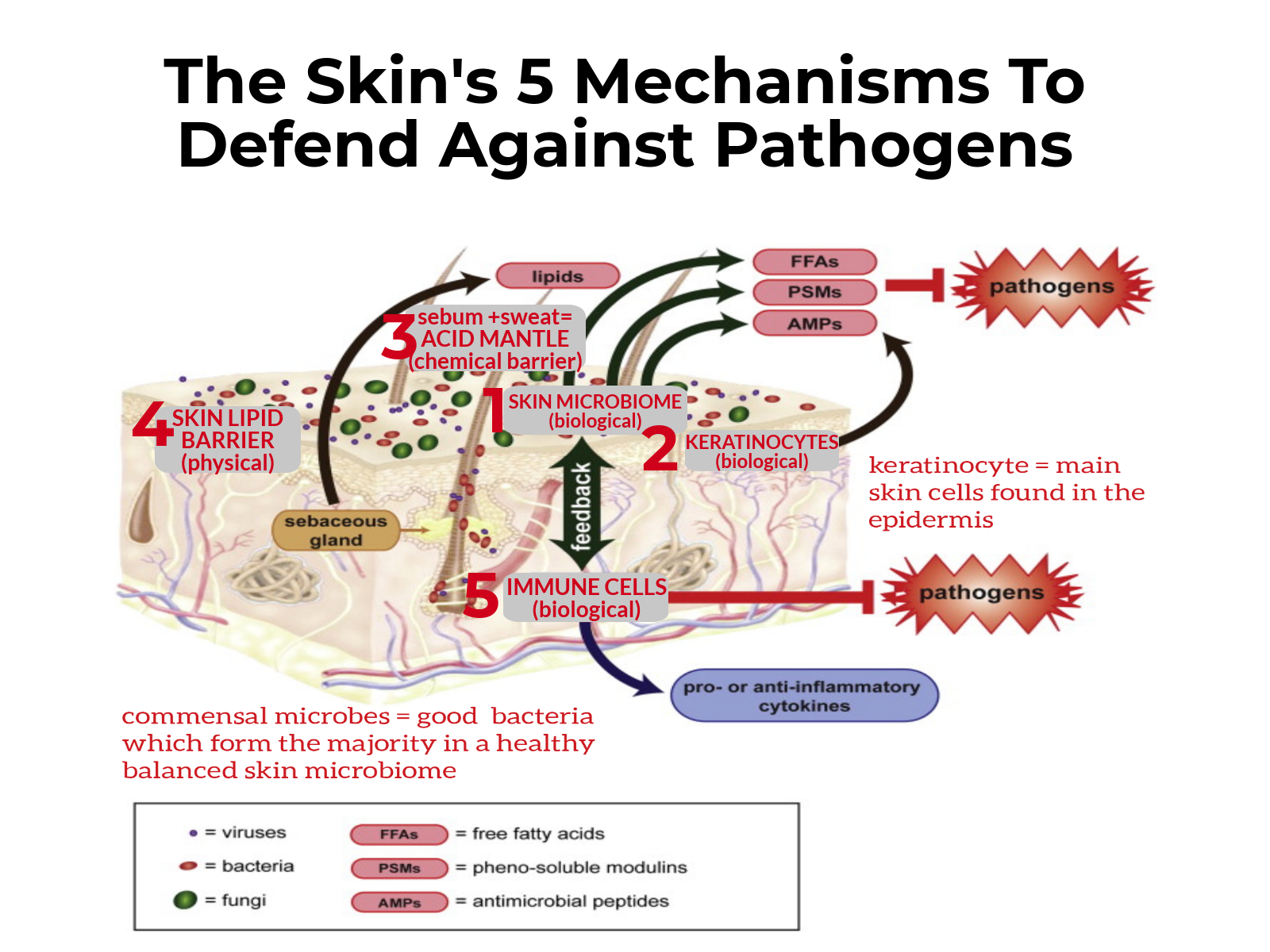 pathogens-in-skincare.png